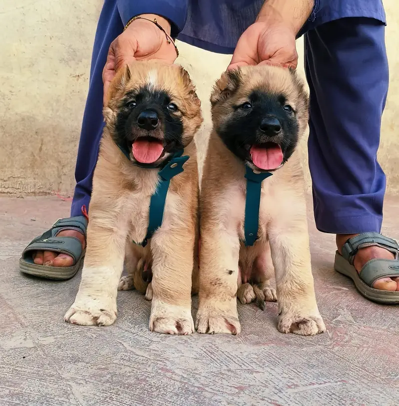 Alabai Pair / security Dog / Afghan Kochi / King kurdish kangal pair — photo 7