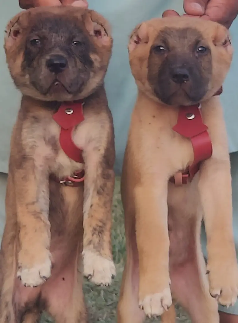Alabai Pair / security Dog / Afghan Kochi / King kurdish kangal pair — photo 10
