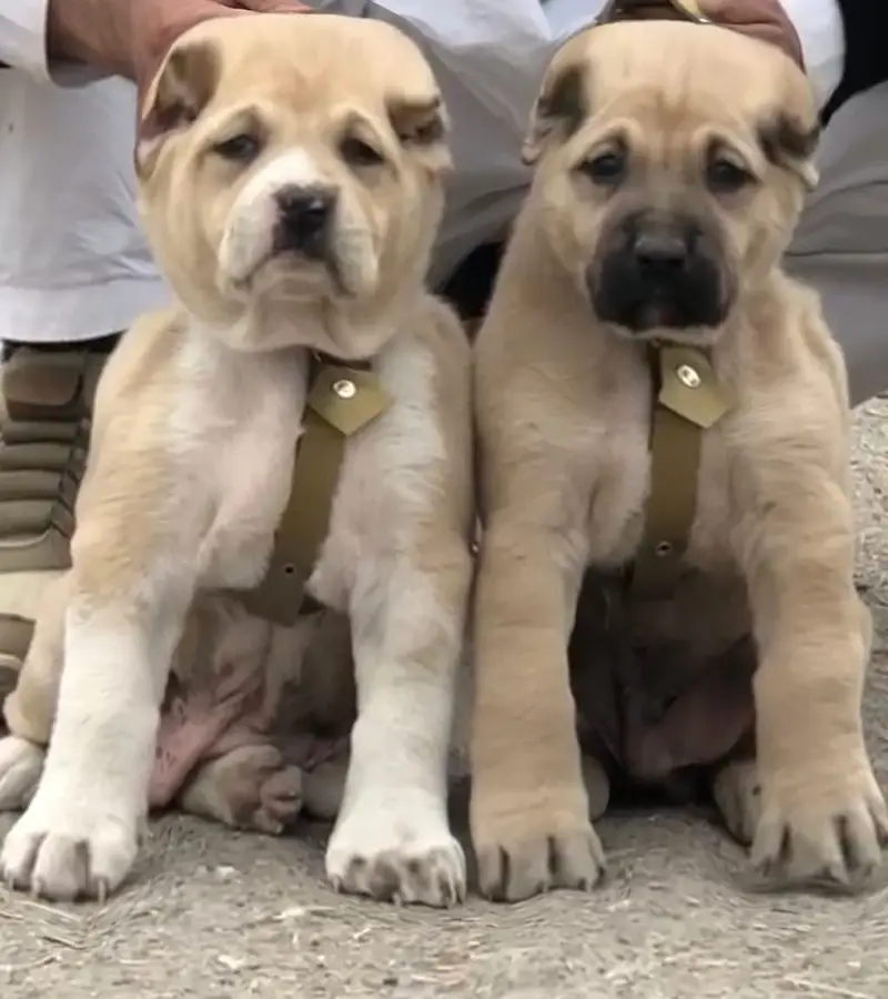 Alabai Pair / security Dog / Afghan Kochi / King kurdish kangal pair — photo 12