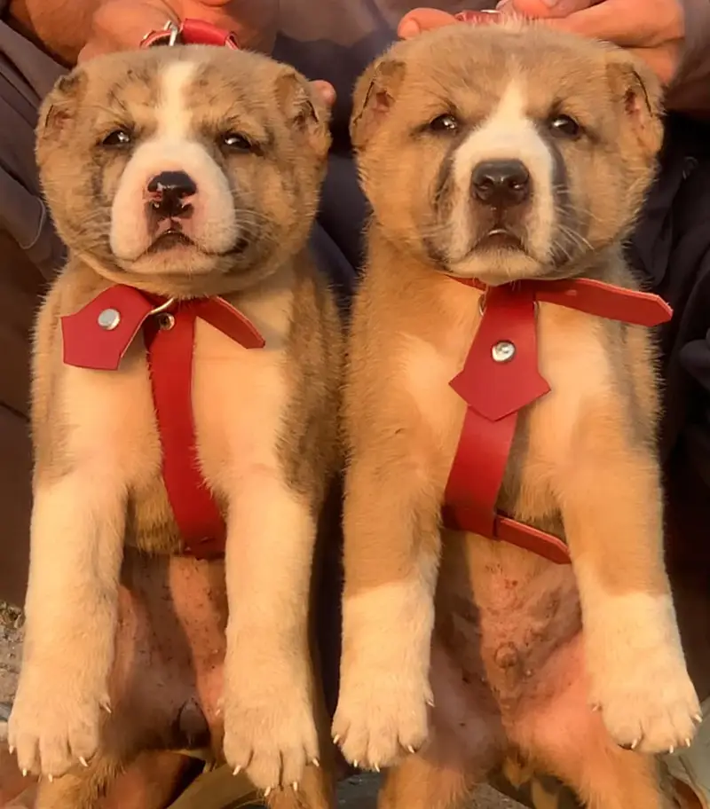 Afghan Kochi / Alabai Pair / security Dog / King kurdish kangal pair — photo 5
