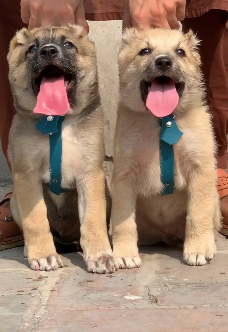 Afghan Kochi / Alabai Pair / security Dog / King kurdish kangal pair — photo 9