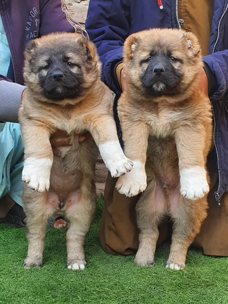 Alabai Pair / security Dog / Afghan Kochi / King kurdish kangal pair — photo 2