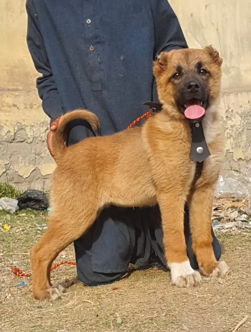 Alabai Pair / security Dog / Afghan Kochi / King kurdish kangal pair — photo 3