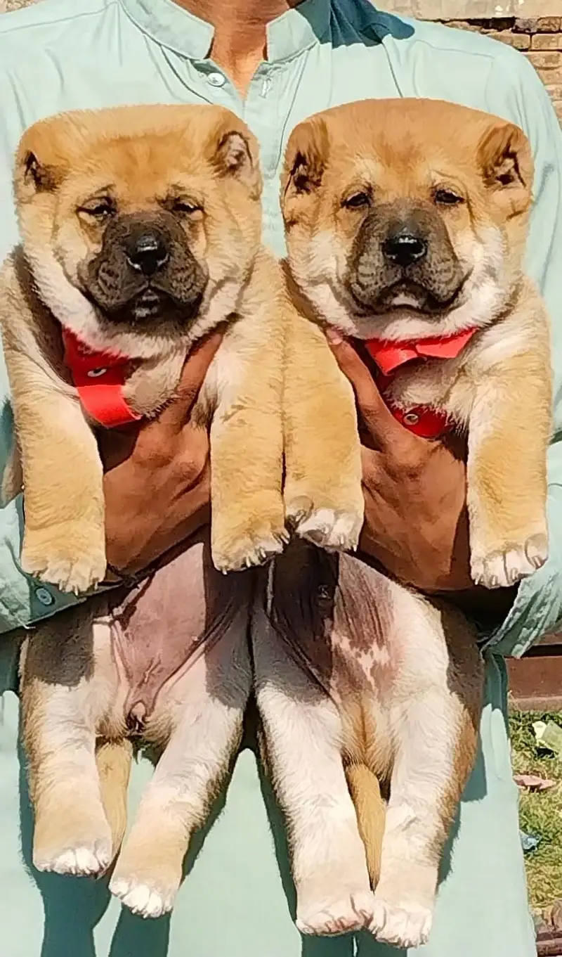 Alabai Pair / security Dog / Afghan Kochi / King kurdish kangal pair — photo 7