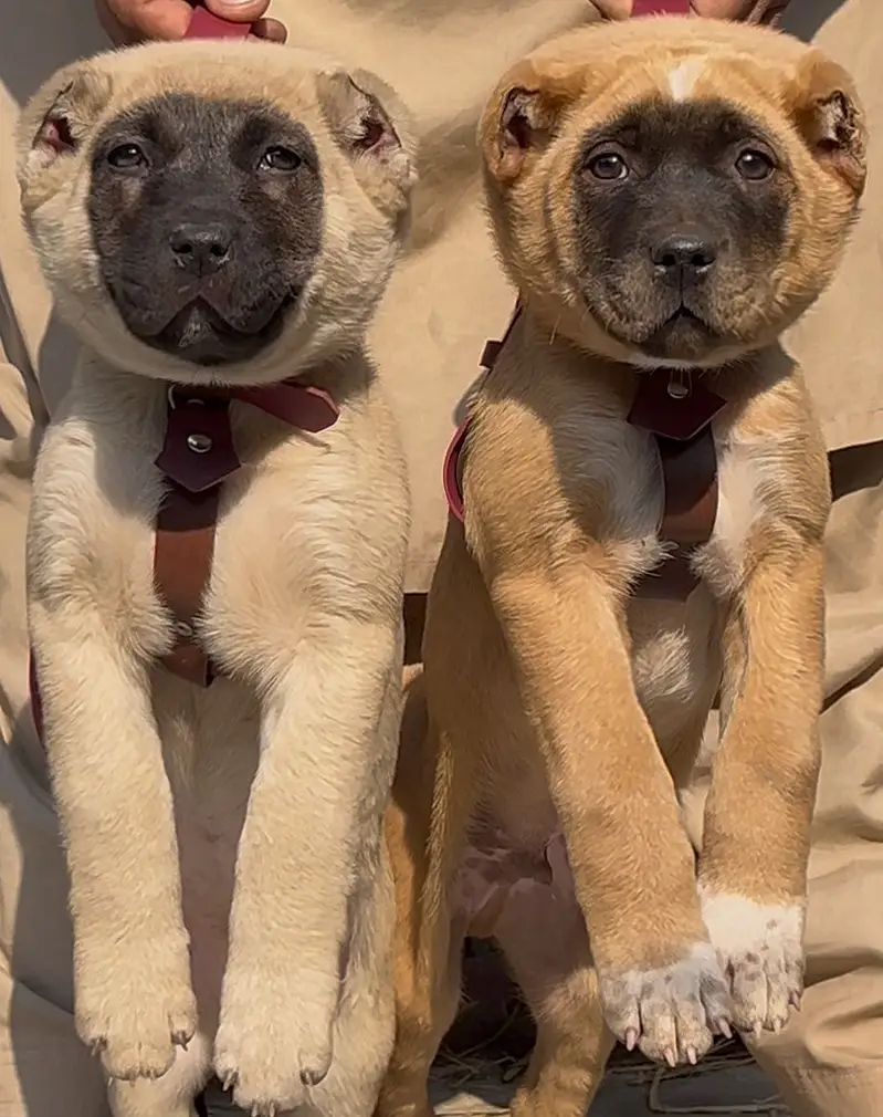 Alabai Pair / security Dog / Afghan Kochi / King kurdish kangal pair — photo 9