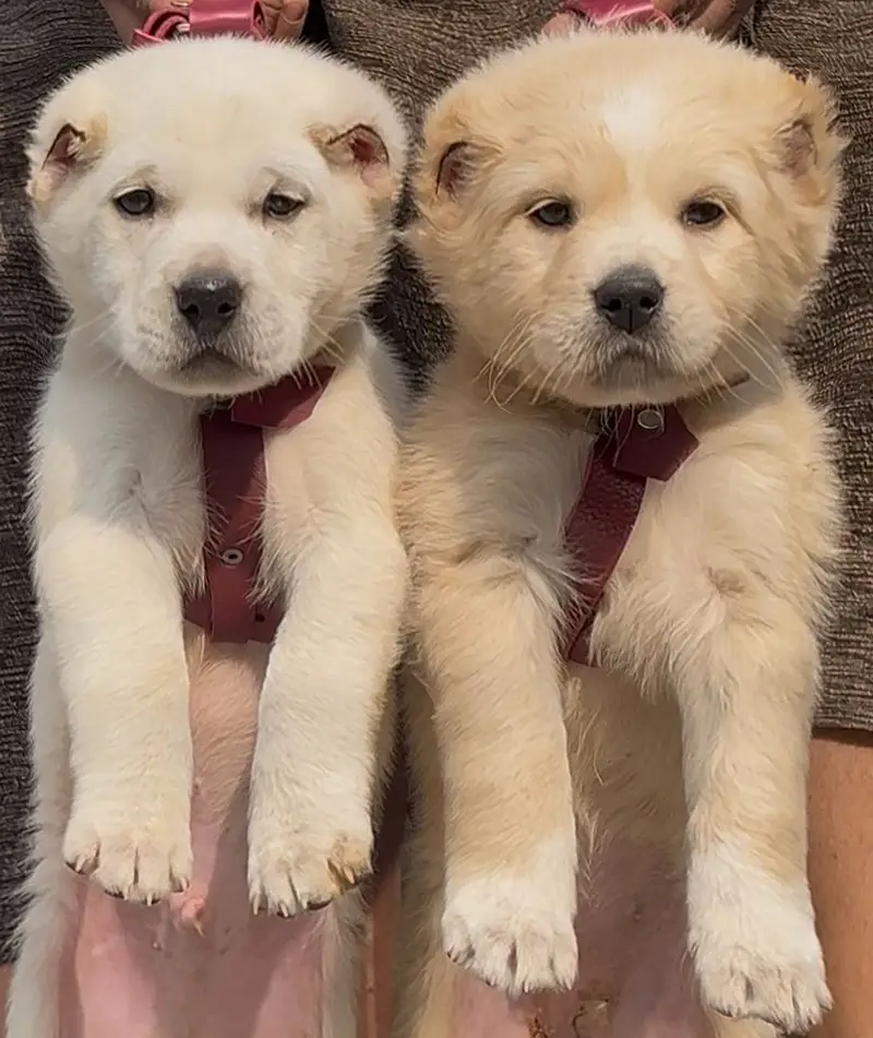 Alabai Pair / security Dog / Afghan Kochi / King kurdish kangal pair — photo 11