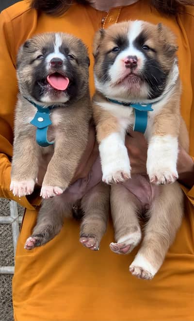 Alabai Pair / security Dog / Afghan Kochi / King kurdish kangal pair
