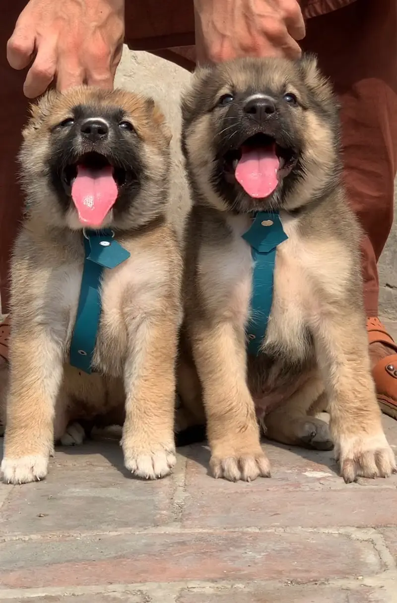 Alabai Pair / security Dog / Afghan Kochi / King kurdish kangal pair — photo 3
