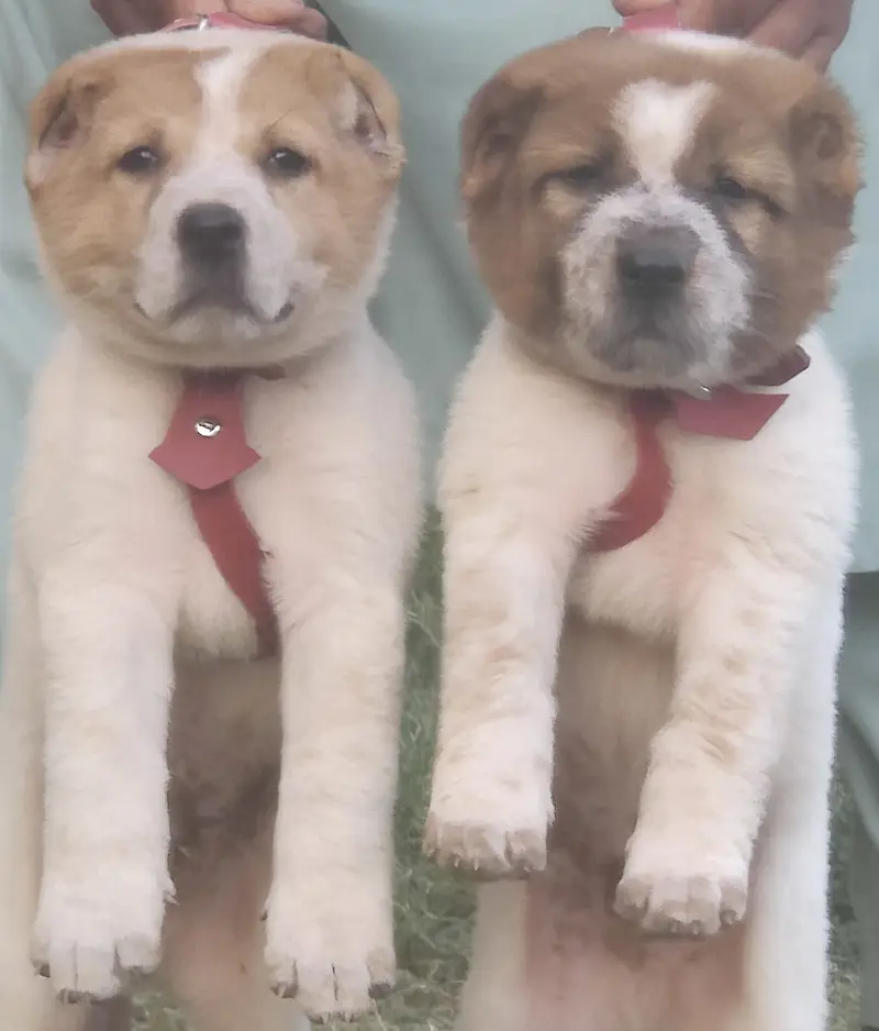 Alabai Pair / security Dog / Afghan Kochi / King kurdish kangal pair — photo 5