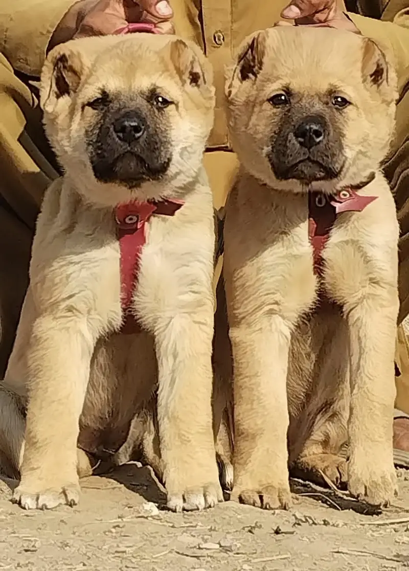 Alabai Pair / security Dog / Afghan Kochi / King kurdish kangal pair — photo 8