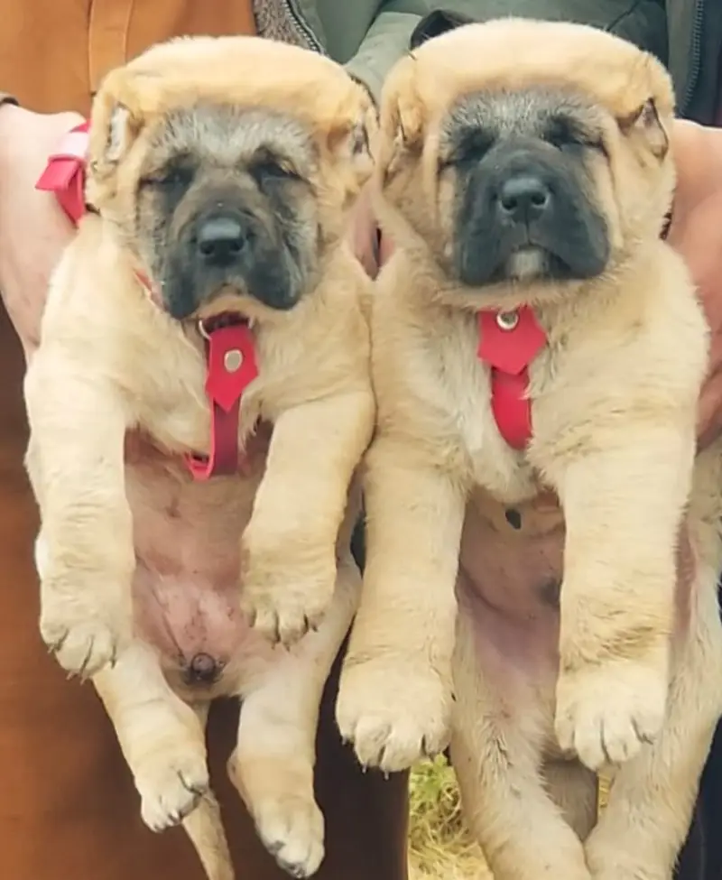 Alabai Pair / security Dog / Afghan Kochi / King kurdish kangal pair — photo 9