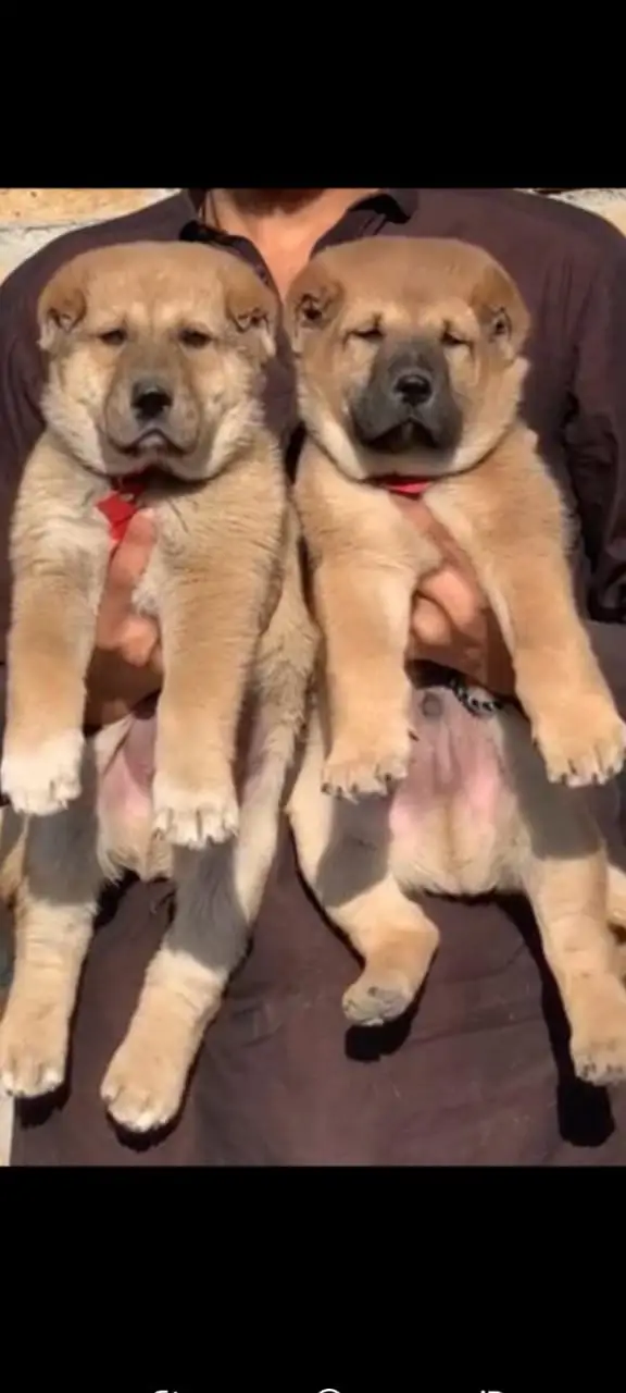 Alabai Pair / security Dog / Afghan Kochi / King kurdish kangal pair — photo 10