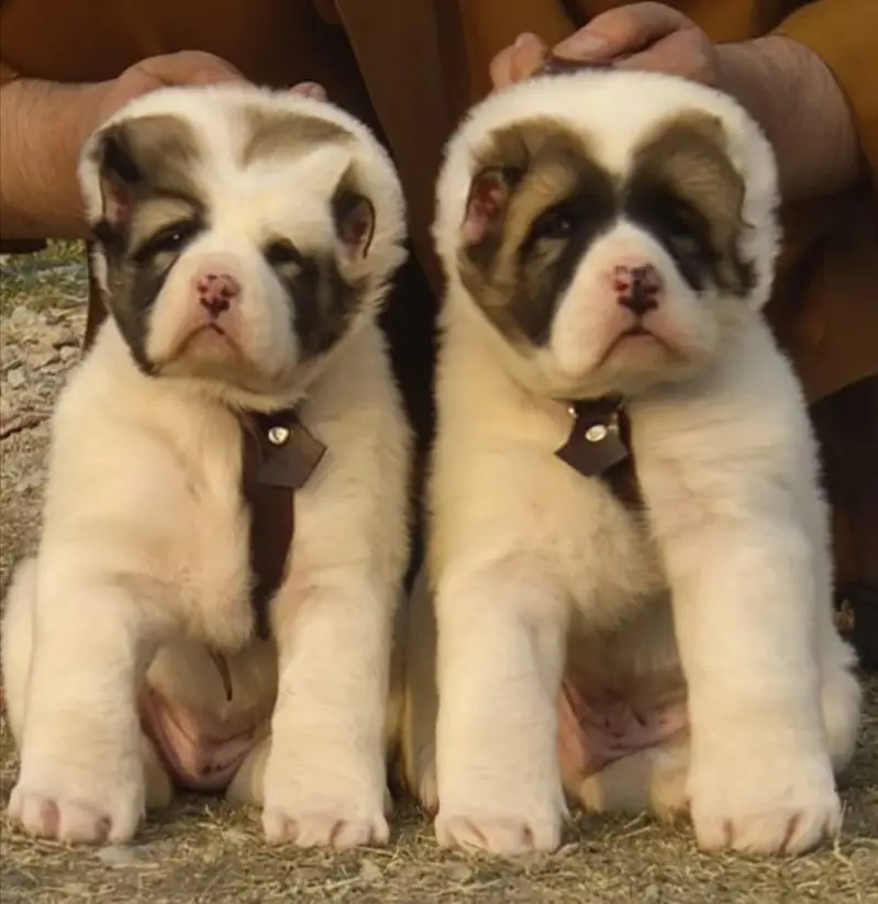 Alabai Pair / security Dog / Afghan Kochi / King kurdish kangal pair — photo 11