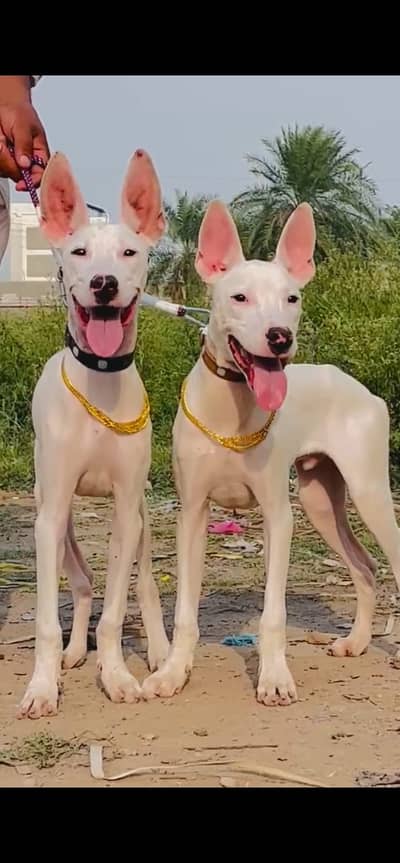 Kohati Gultair Dog / Gultair Male Dog / Gultair pair