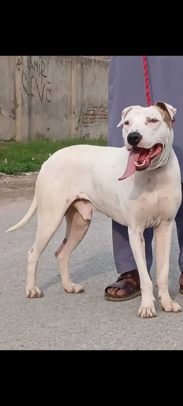 Kohati Gultair Dog / Gultair Male Dog / Gultair pair — photo 3