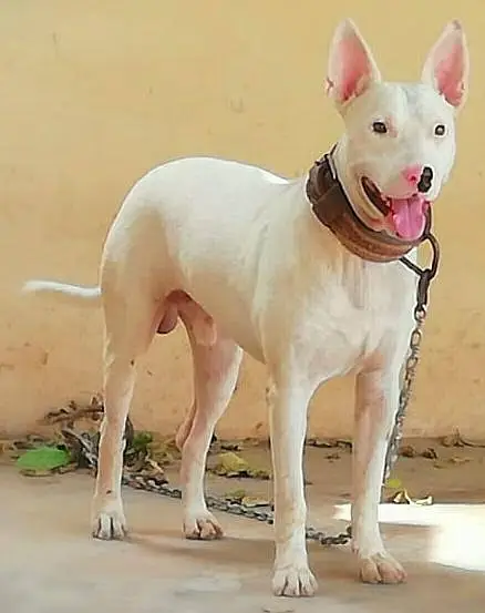 Kohati Gultair Dog / Gultair Male Dog / Gultair pair — photo 4