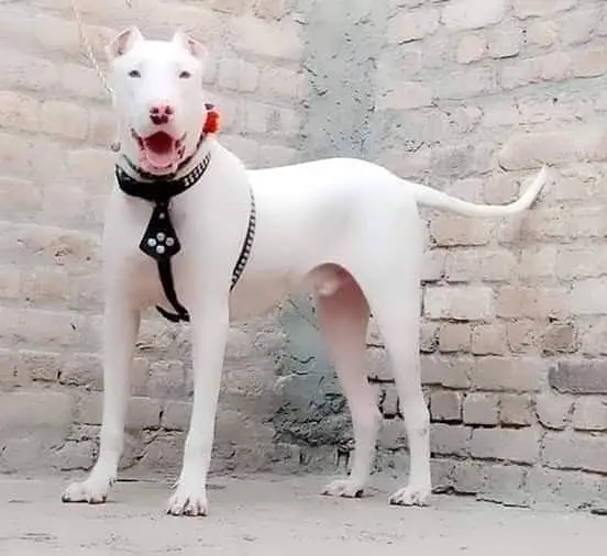 Kohati Gultair Dog / Gultair Male Dog / Gultair pair — photo 5