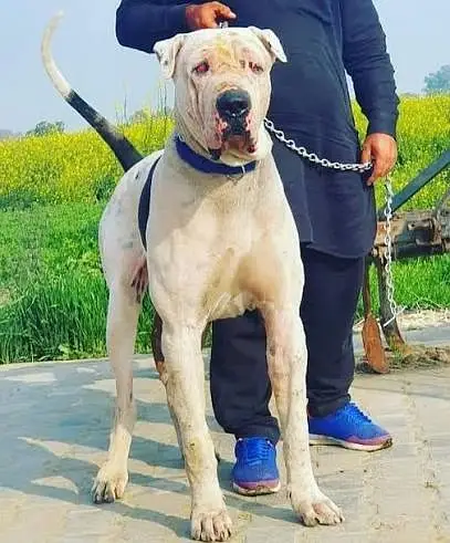 Kohati Gultair Dog / Gultair Male Dog / Gultair pair — photo 6
