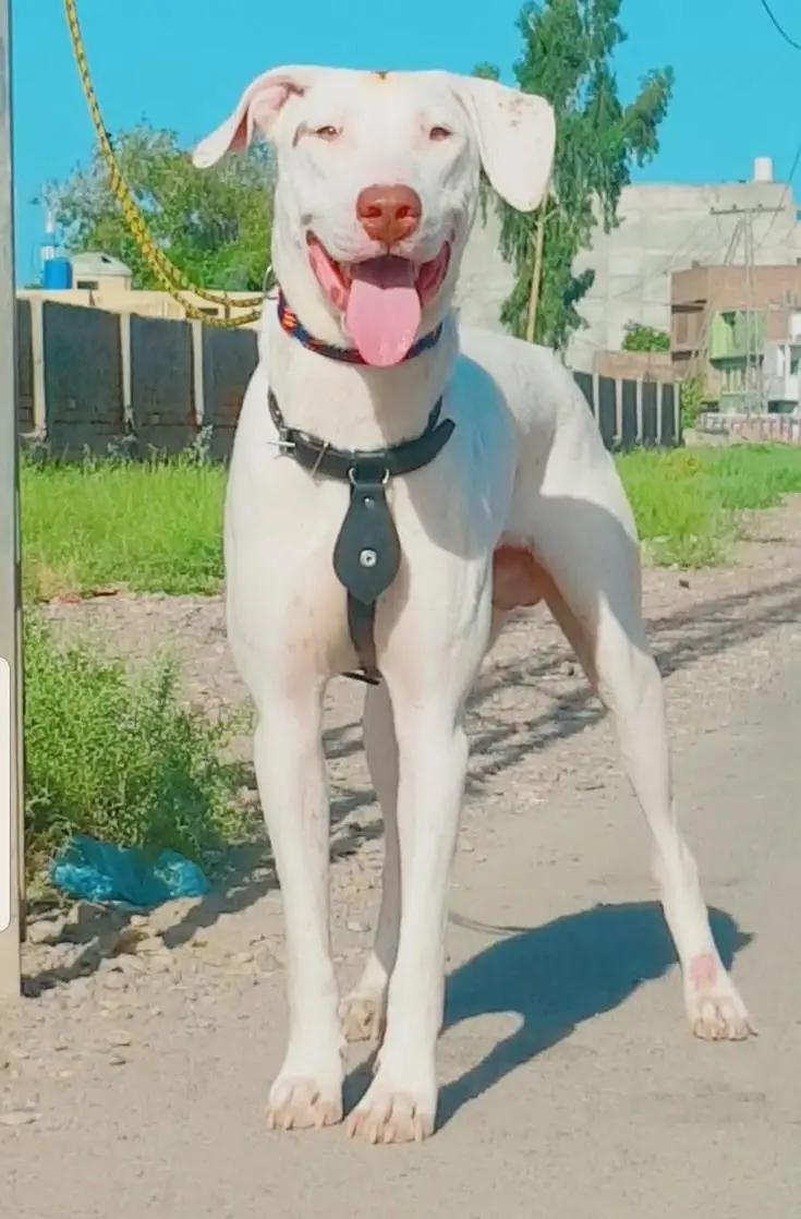 Kohati Gultair Dog / Gultair Male Dog / Gultair pair — photo 7