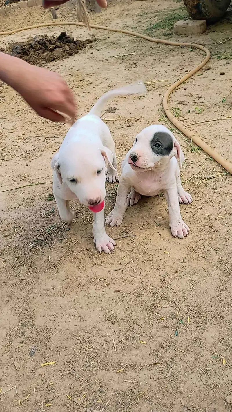 Kohati Gultair Dog / Gultair Male Dog / Gultair pair — photo 9