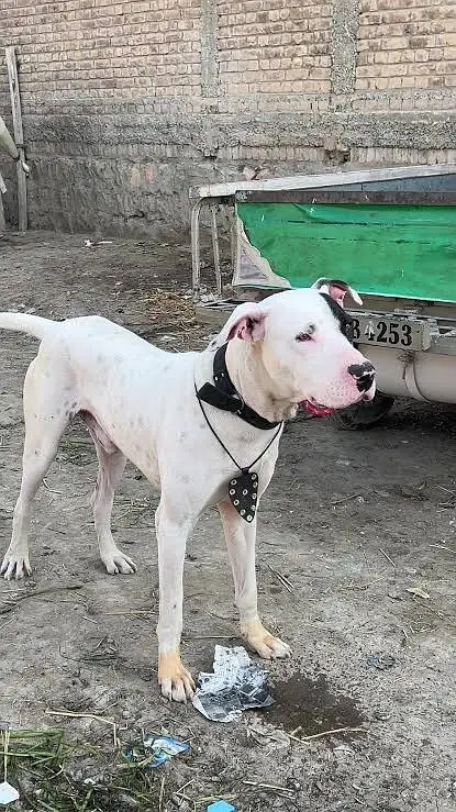 Kohati Gultair Dog / Gultair Male Dog / Gultair pair — photo 12