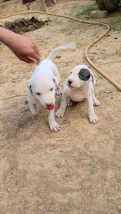 Kohati Gultair Dog / Gultair Male , female puppy / Gultair pair