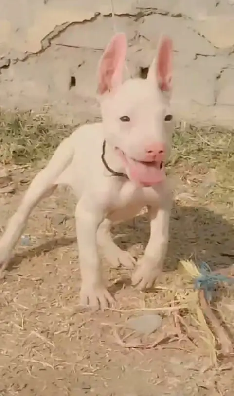 Kohati Gultair Dog / Gultair Male , female puppy / Gultair pair — photo 2