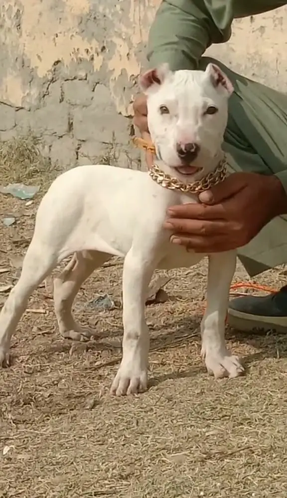 Kohati Gultair Dog / Gultair Male , female puppy / Gultair pair — photo 3