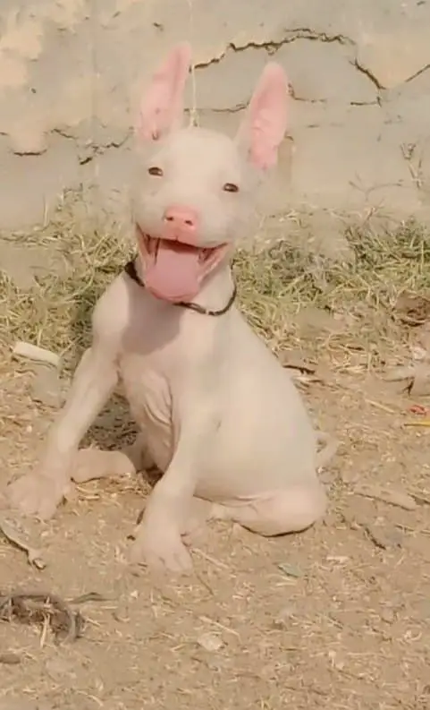 Kohati Gultair Dog / Gultair Male , female puppy / Gultair pair — photo 4