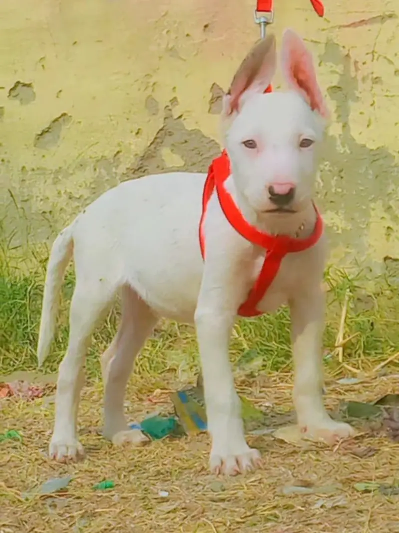 Kohati Gultair Dog / Gultair Male , female puppy / Gultair pair — photo 5