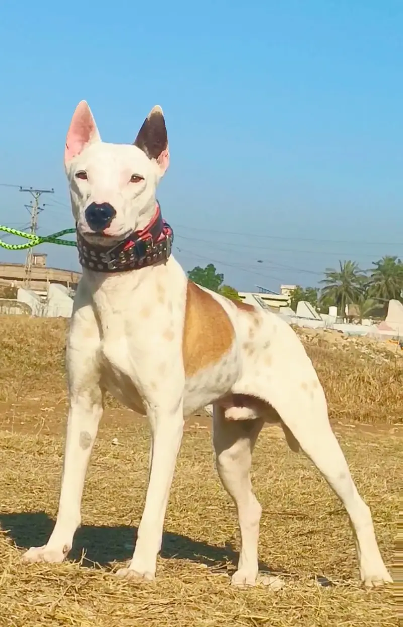 Kohati Gultair Dog / Gultair Male , female puppy / Gultair pair — photo 6