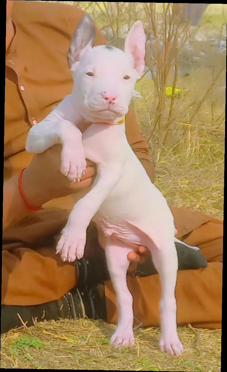 Kohati Gultair Dog / Gultair Male , female puppy / Gultair pair — photo 7