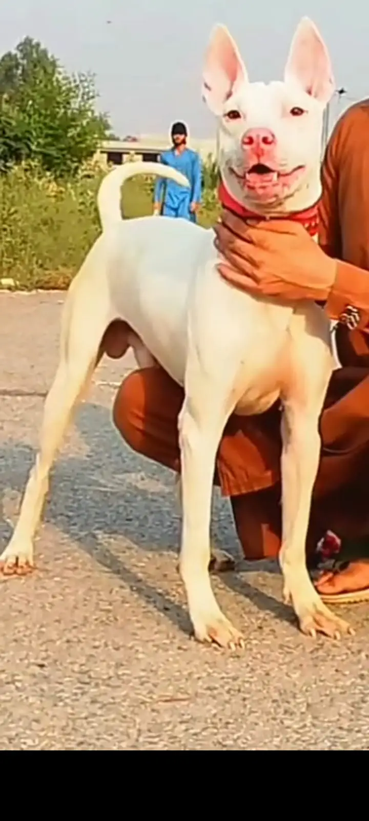 Kohati Gultair Dog / Gultair Male , female puppy / Gultair pair — photo 9