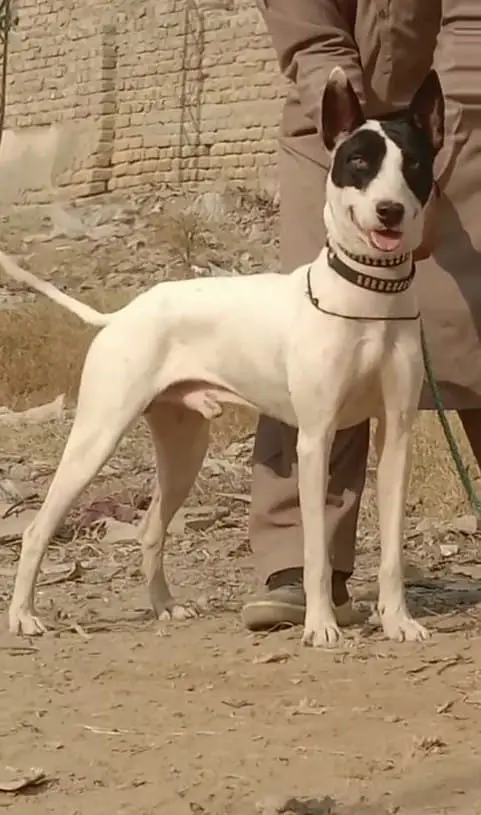 Kohati Gultair Dog / Gultair Male , female puppy / Gultair pair — photo 10