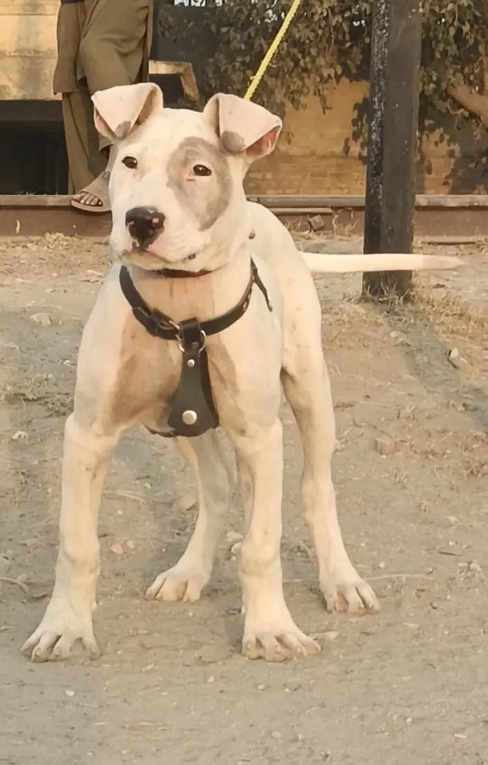 Kohati Gultair Dog / Gultair Male , female puppy / Gultair pair — photo 11