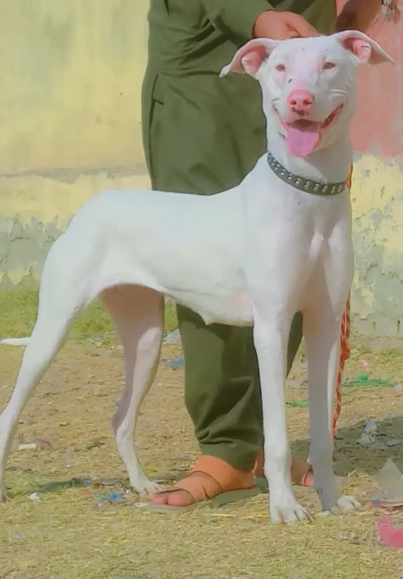 Kohati Gultair Dog / Gultair Male , female puppy / Gultair pair — photo 12