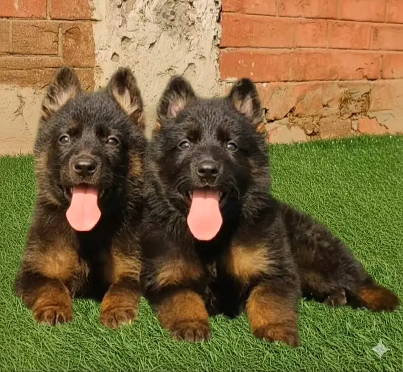 German Shepherd Male Dog / Long Coat / Double Coat / GSD dog — photo 3