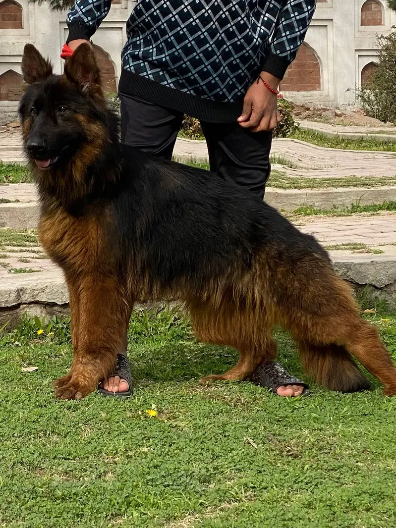 German Shepherd Male Dog / Long Coat / Double Coat / GSD dog — photo 4
