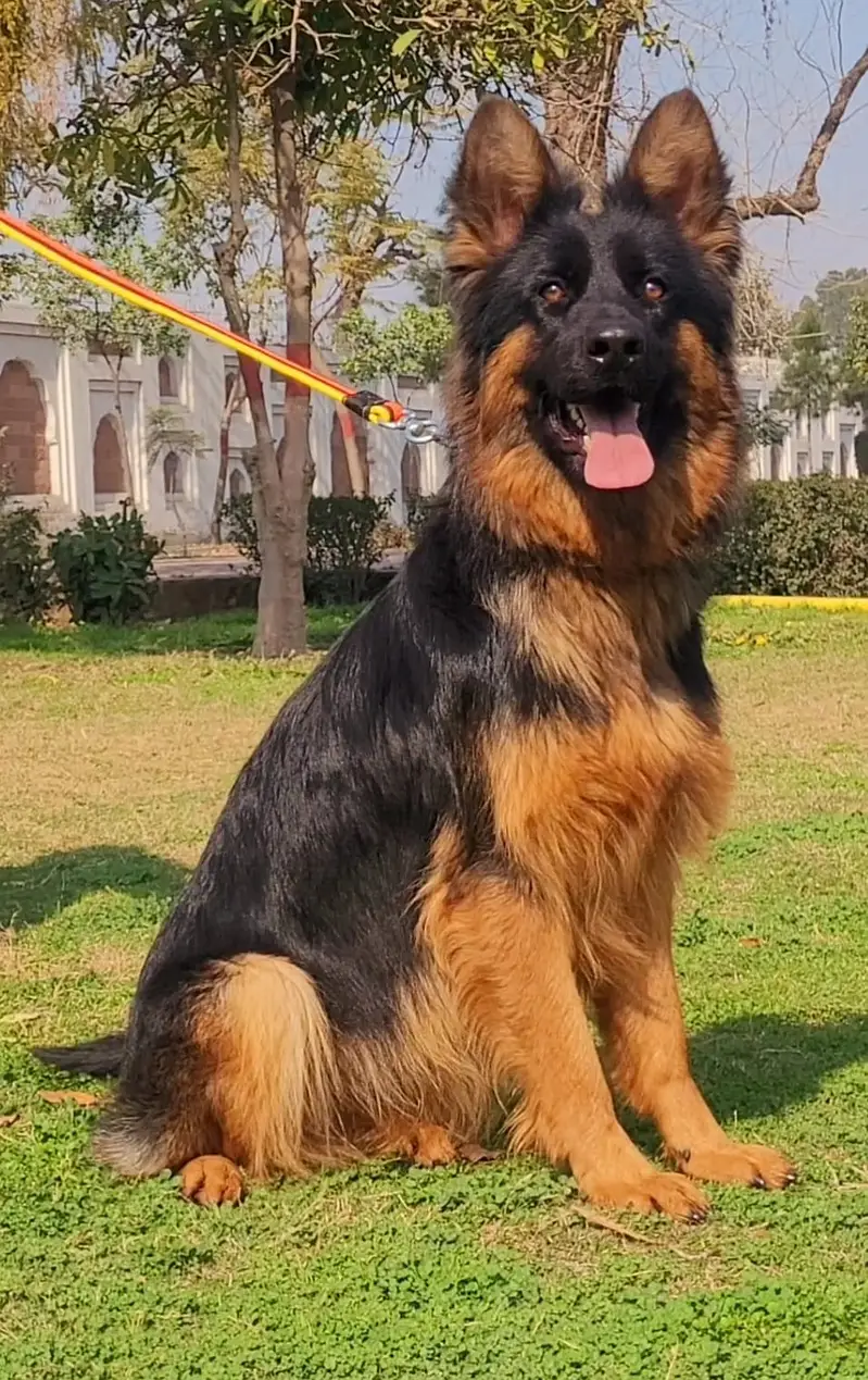 German Shepherd Male Dog / Long Coat / Double Coat / GSD dog — photo 6