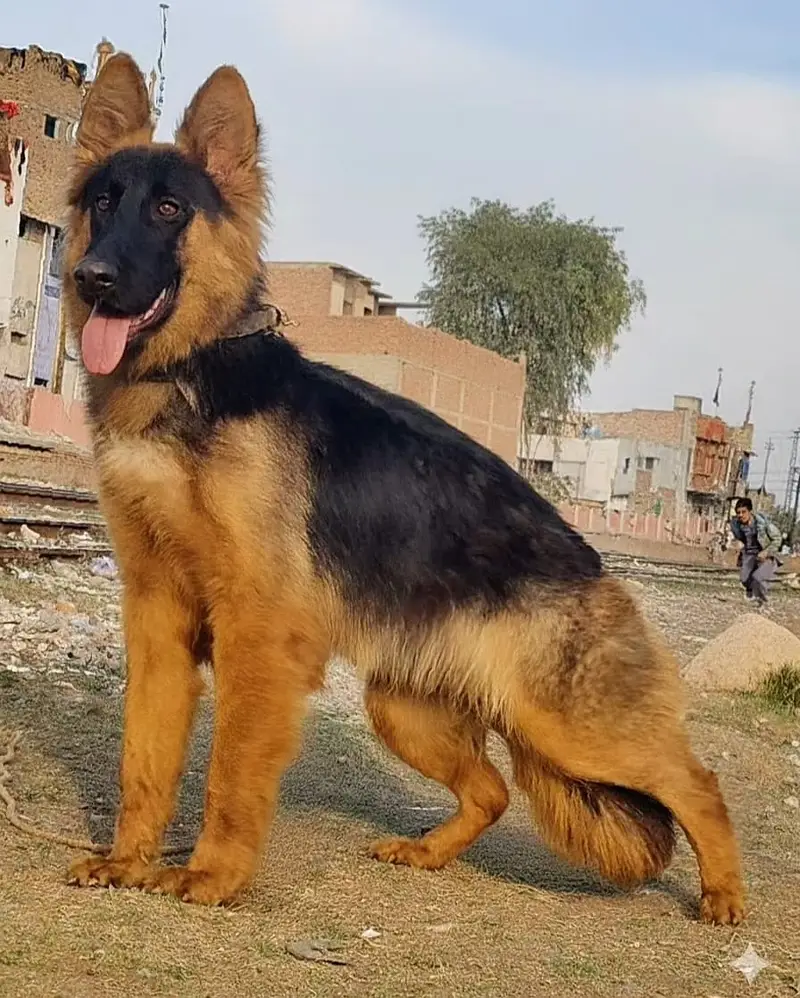 German Shepherd Male Dog / Long Coat / Double Coat / GSD dog — photo 7