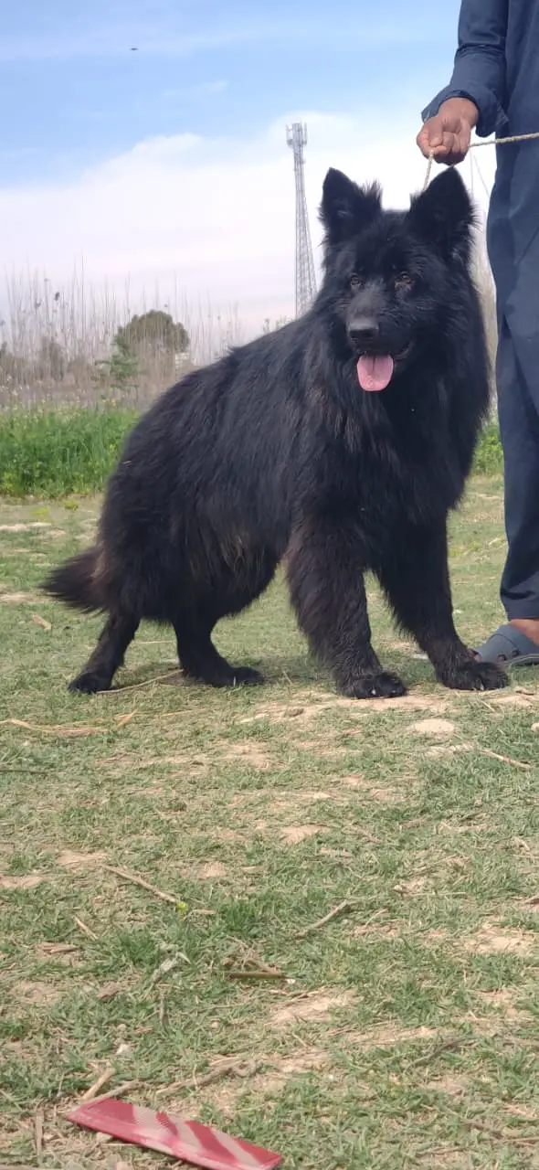 German Shepherd Male Dog / Long Coat / Double Coat / GSD dog — photo 9