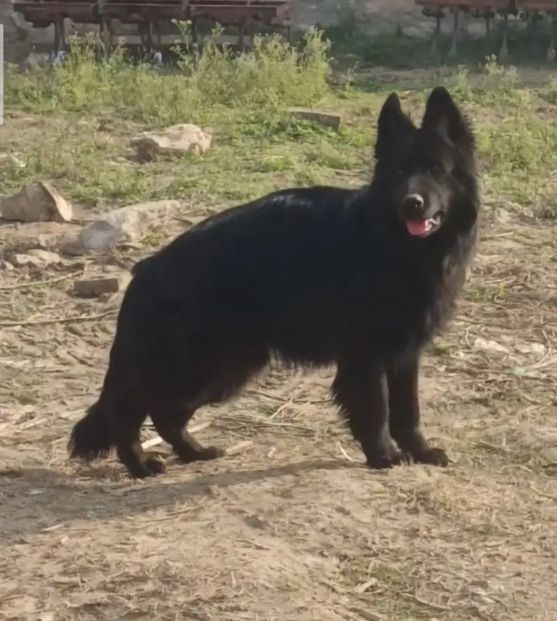 German Shepherd Male Dog / Long Coat / Double Coat / GSD dog — photo 12