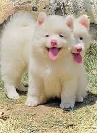 Russian Puppies / Pink Nose Puppy / Russian Pair