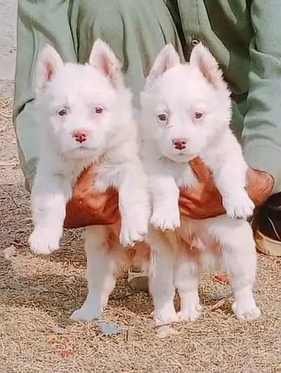 Russian Puppies / Pink Nose Puppy / Russian Pair — photo 3