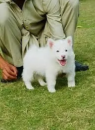 Russian Puppies / Pink Nose Puppy / Russian Pair — photo 5