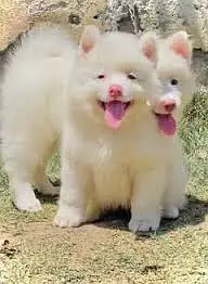 Russian Puppies / Pink Nose Puppy / Russian Pair — photo 6