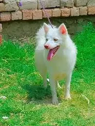 Russian Puppies / Pink Nose Puppy / Russian Pair — photo 10