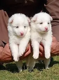 Russian Puppies / Pink Nose Puppy / Russian Pair — photo 12