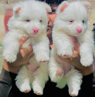 Russian Puppies / Pink Nose Puppy / Russian Pair