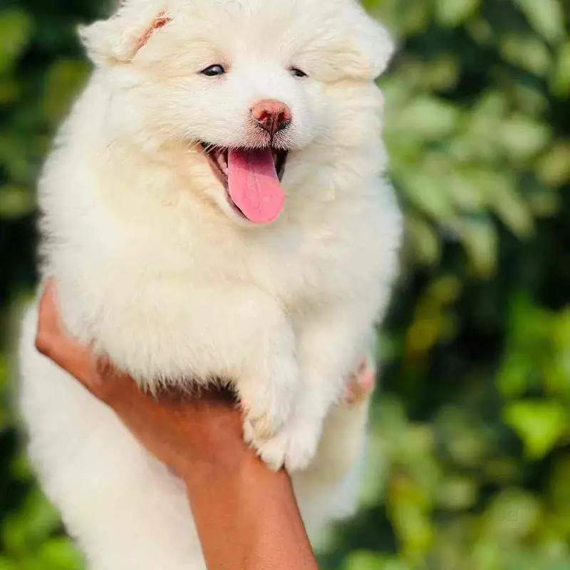 Russian Puppies / Pink Nose Puppy / Russian Pair — photo 2